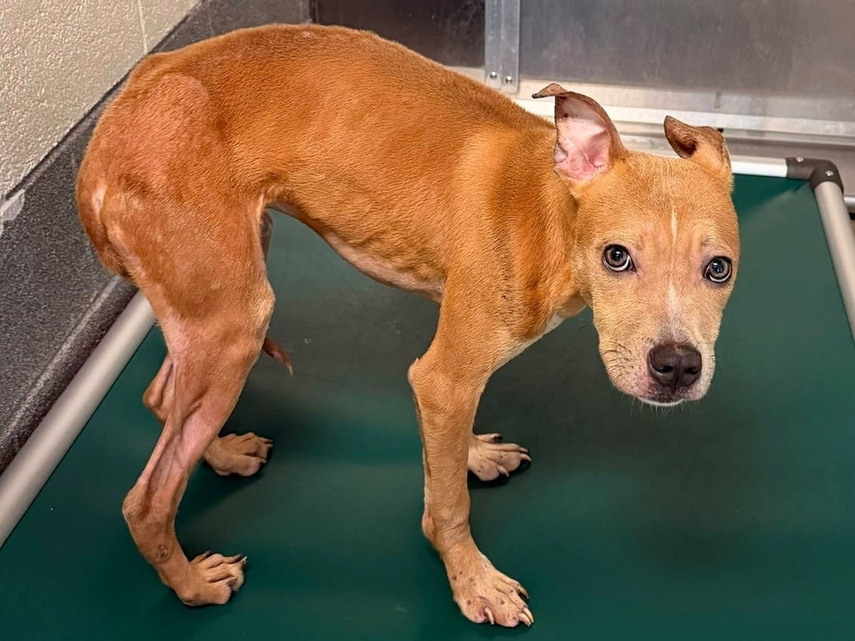 “How desperate does a puppy have to be to eat acorns just to survive?” the Stratford Animal Control wrote in a post on Facebook.