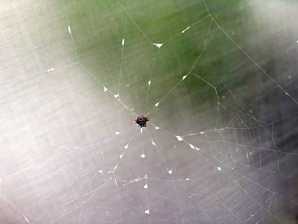 Rare Venomous Spiders Found In CT, Officials Say: CT News