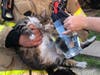 A firefighter offers water to a cat that was revived after inhaling smoke during an apartment fire on June 26. 