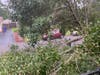 Brian Hoehl shared photos a tree that came down on his Pennsylvania Avenue home in Brick. 