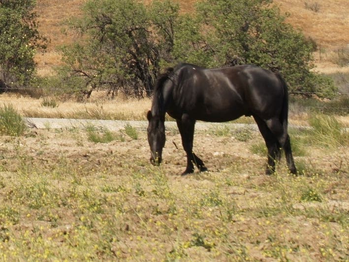 Three horses in Ocean County and one in Monmouth County have been euthanized this summer after contracting Eastern Equine Encephalitis.