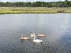The mother swan and the three cygnets stayed nearby while the male swan was being helped. 