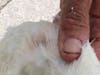 The spot where the hook was stuck in the swan's neck. 