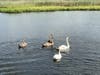 The swan family reunited after the hook and line were removed from the male. 