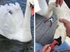 John Bergmann and others from the Associated Humane Societies' Popcorn Park facility assist a swan that got tangled in a fisherman's hook and line. 