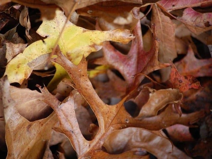 The leaves are just starting to fall but it's never too soon to know when leaf collection will be. 