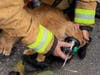 A firefighter administers oxygen to a family's pet cat after a house fire in Manchester Friday.