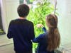 Students harvest lettuce grown hydroponically. 