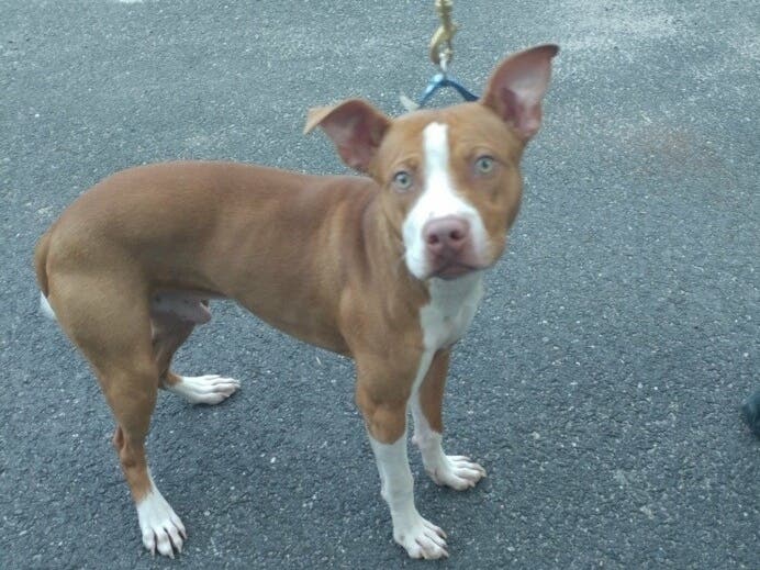 This pit bull mix was rescued Sunday thanks to a caller who reported the dog being left outside for hours. 