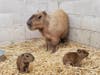 Two capybara pups were born Feb. 3 to Budette; it's her second litter since June, zoo officials said.