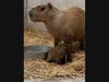 The sex of the capybara pups is not yet known because they are still sticking close to their mom, Budette.