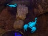 Scorpions glow in the dark. At Insectropolis, they tell you why that happens. 