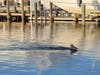 A doe swims in a lagoon in Snug Harbor on Monday.