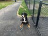 As much as Toms River residents and their dogs — including Milo here — are looking forward to enjoying the township's off-leash park, residents are being told they should wait to try to use it. 