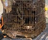 A dog sits in a cage removed from the home. Both are covered in feces. 