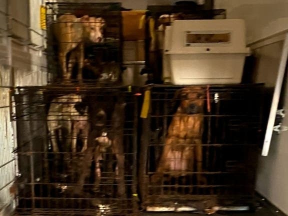 Animals From Brick Hoarding Turned Over To Ocean County | Brick, NJ Patch