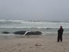 An onlooker takes photos of a dead humpback whale that washed ashore Thursday in Seaside Park.