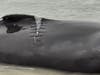 Damage to the whale's back by its fin. 