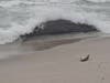 A closer view of the humpback whale in the surf in Seaside Park. 