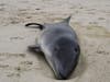 A female harbor porpoise was found on the beach in Ortley Beach Tuesday morning. The Marine Mammal Stranding Center said it has been sent for a necropsy. 
