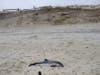A female harbor porpoise was found on the beach in Ortley Beach Tuesday morning. The Marine Mammal Stranding Center said it has been sent for a necropsy. 