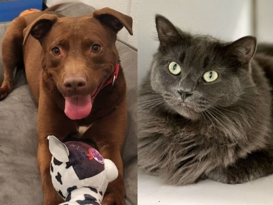 Zeus (left) and Stevie are two of the pets seeking homes.