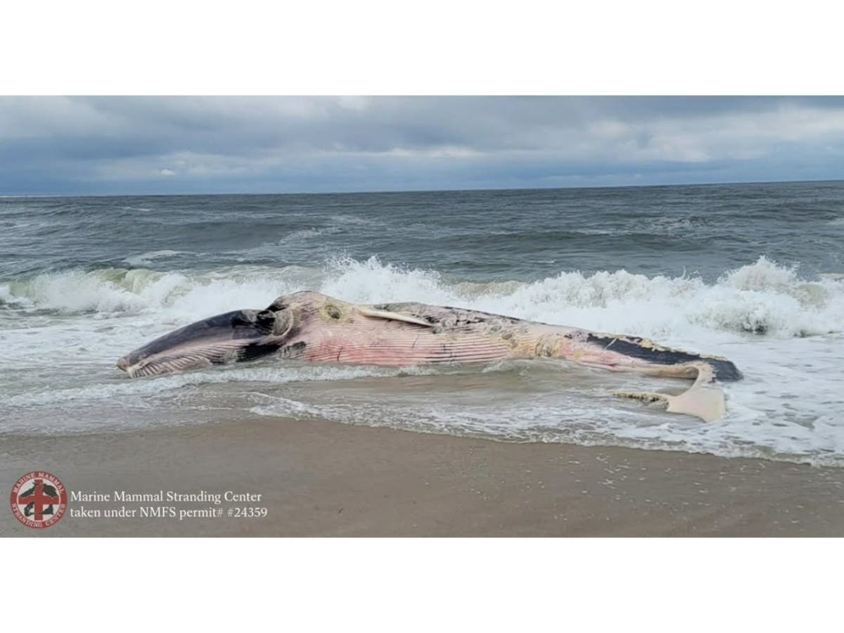 A decaying baleen whale, believed to be a female finback, washed up on the beach in Barnegat Light on Monday, officials said.