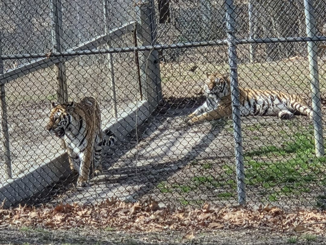 Some of the tigers in their enclosure at the Wild Safari at Six Flags Great Adventure. The park confirmed to police that all its tigers are accounted for as rumors circulated about a tiger on the loose.