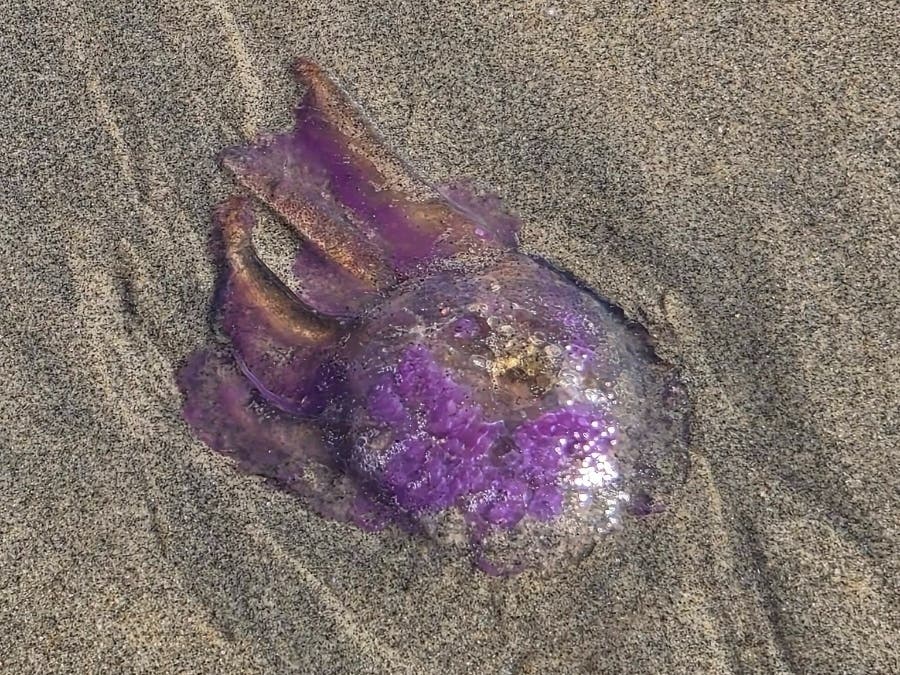 A mauve stinger, also known as a purple meanie or Pelagia noctiluca, that washed up on the beach in Asbury Park. 