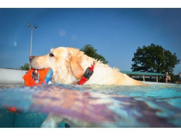 https://patch.com/img/cdn20/users/22821259/20160822/022700/styles/raw/public/article_images/dog_pool_party1-1471889997-782.jpg