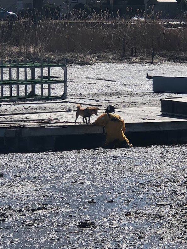 Firefighters Rescue Dog Stuck In Mud In Manorhaven | Port Washington ...