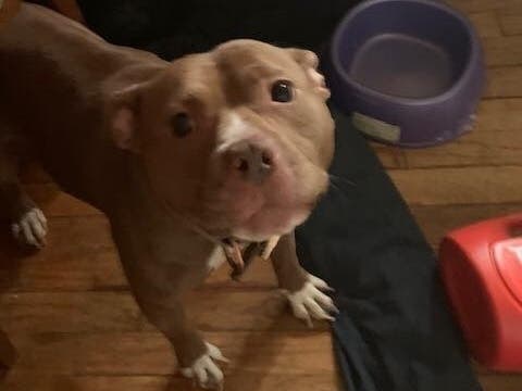 Princess, a 2-year-old pit bull was heard whining and crying after being locked for days, the SPCA said.