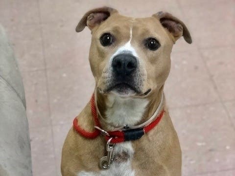 Gizmo is just one of the many dogs available for foster or adoption amid the pandemic. 