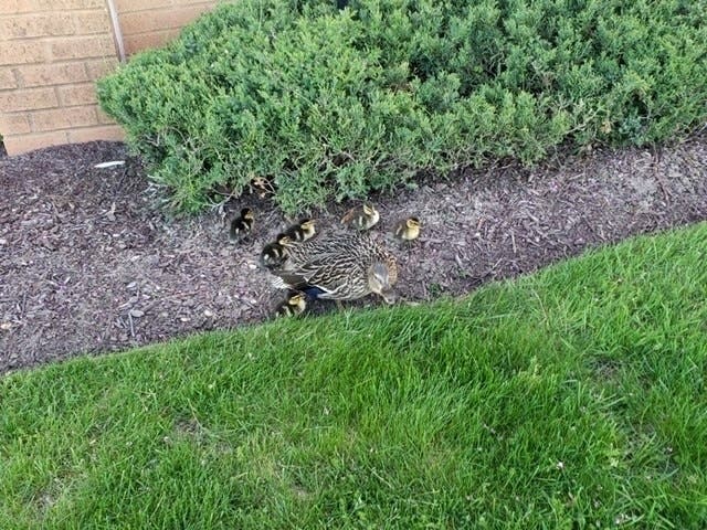 Police Rescue 7 Ducklings From Storm Drain In West Babylon | Babylon ...