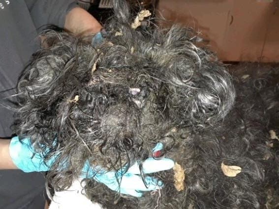 Diamond was brought to the NY Veterinary Specialty Center in Farmingdale and was found to have feces in her coat and she was unable to walk, the SPCA said.