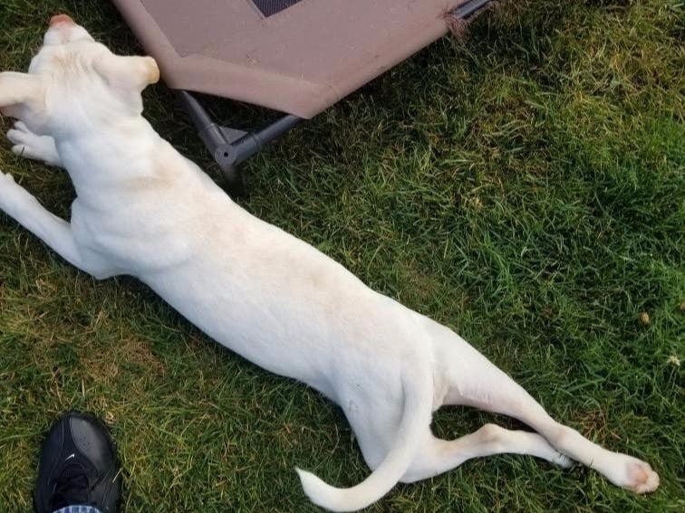 Nicholas Serrano was arrested on two charges of animal cruelty on Wednesday, according to the Suffolk County SPCA.