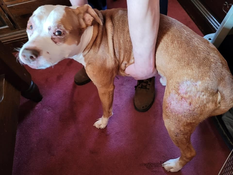 Shawn Stark, 34, was accused of failing to take care of his 12-year-old pit bull Bandit when he developed a skin condition and eye infection, the SPCA said. 