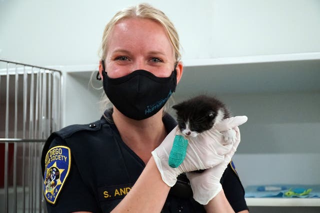 Making San Diego Safer for Animals | San Diego, CA Patch