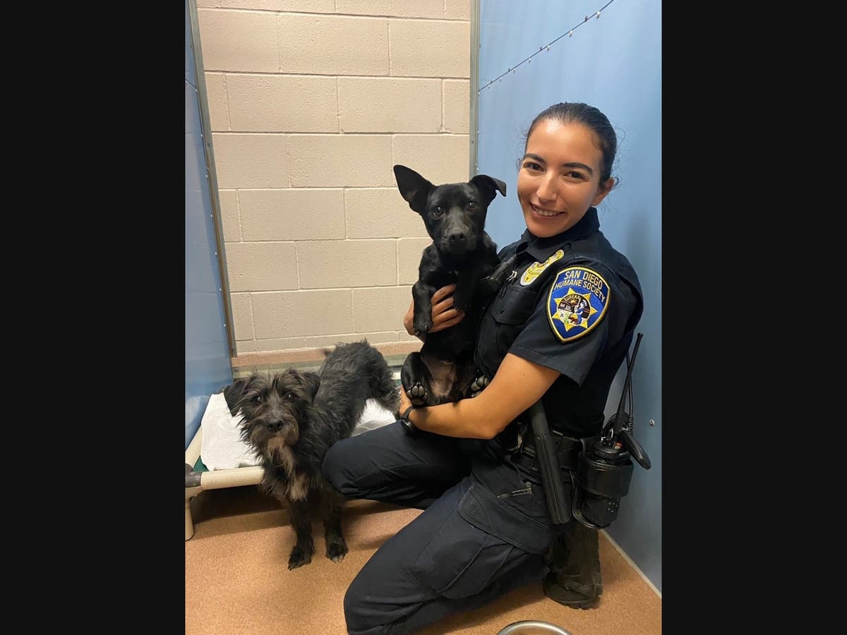 Making San Diego Safer for Animals | San Diego, CA Patch
