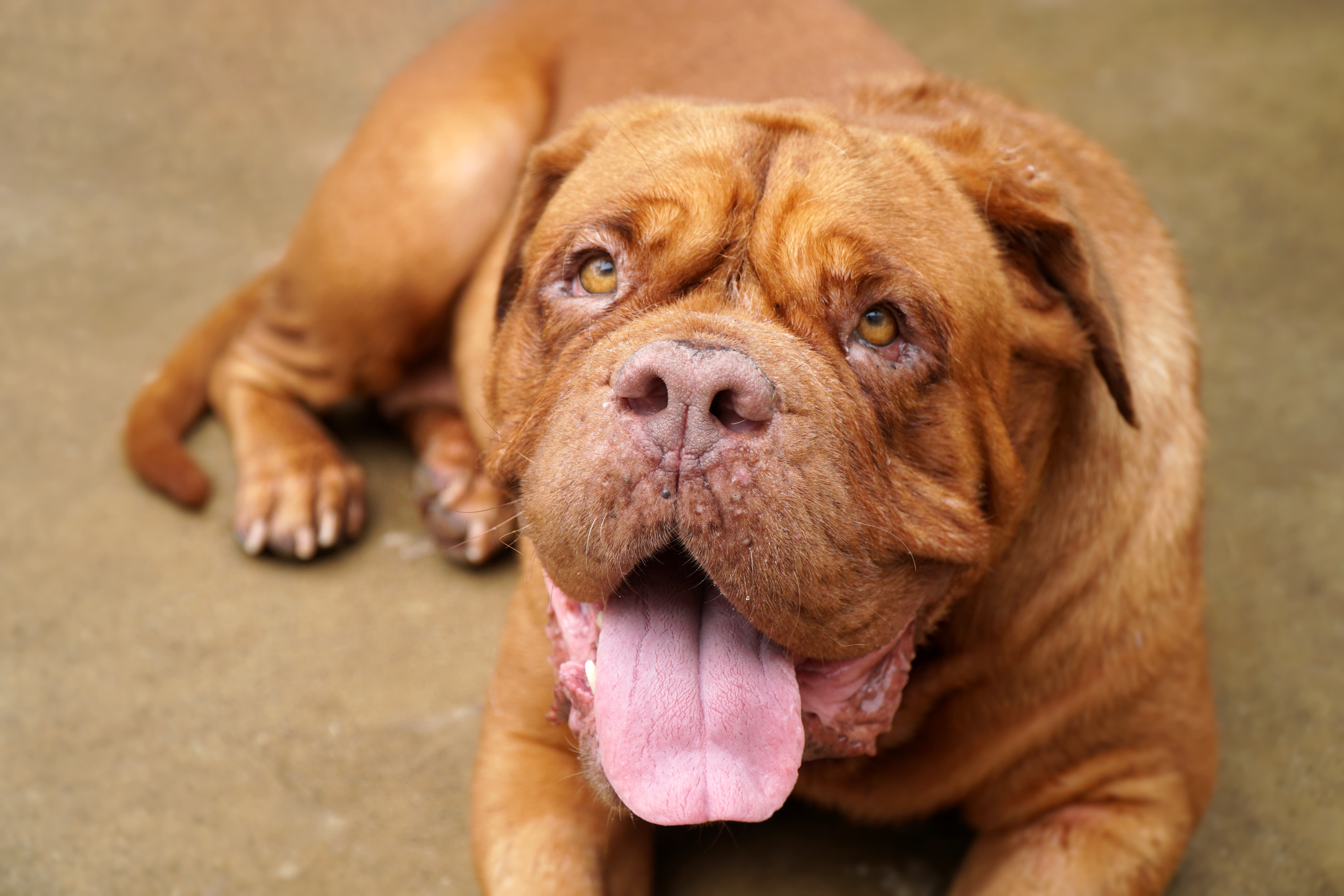  San Diego Humane Society