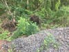 Active soil erosion