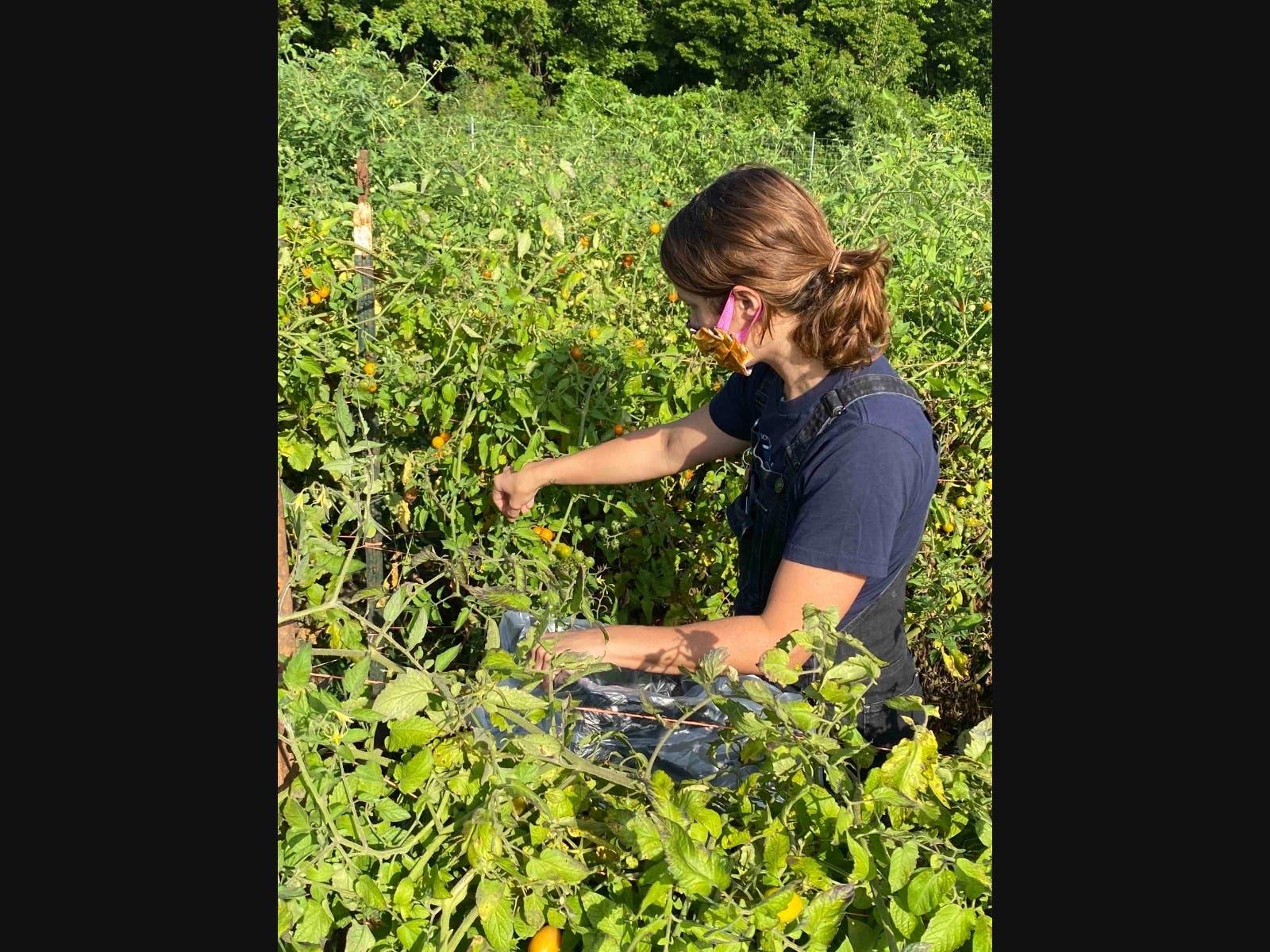 Operation Food Search recently hosted a volunteer gleaning event at Three Rivers Community Farm.