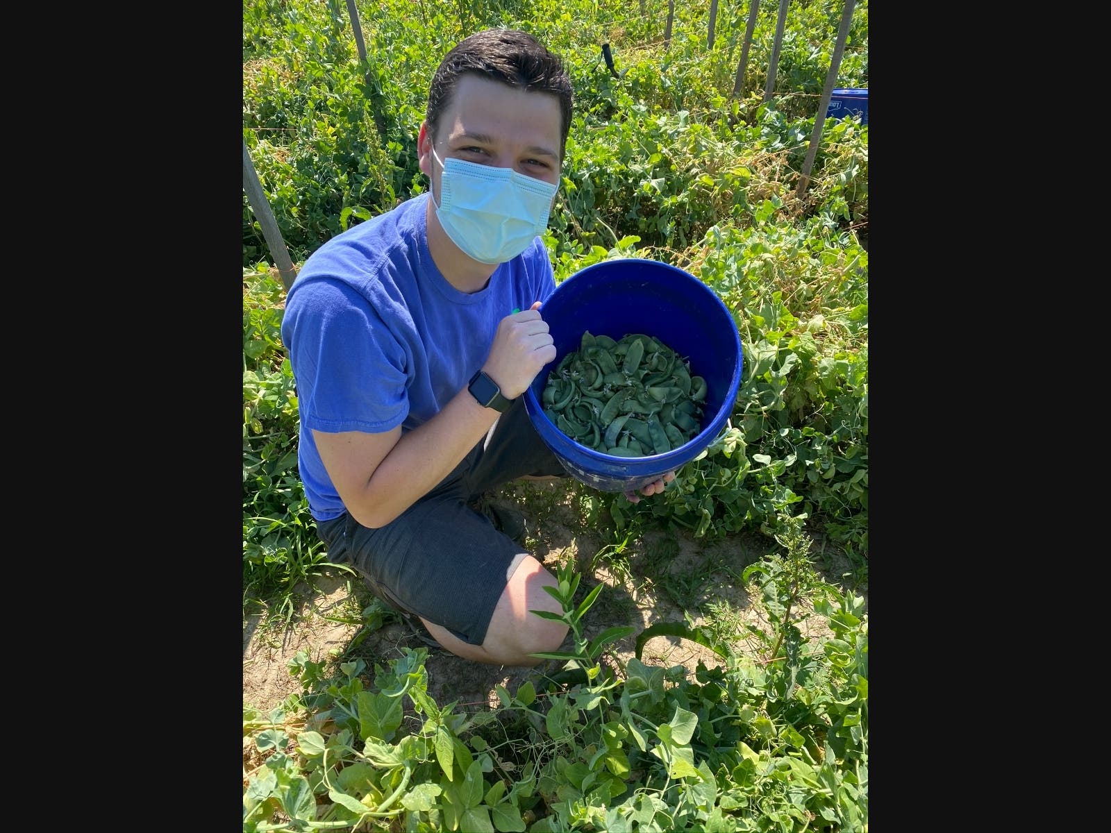 The gleaning at Eckert's will be conducted by volunteers from US Foods.