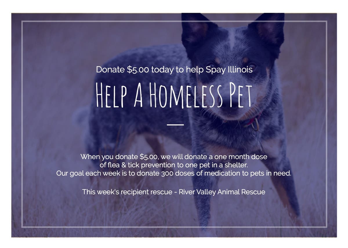 Help Spay Illinois Help a Homeless Pet Naperville, IL Patch