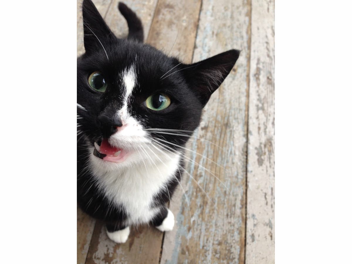 Spay & Neuter Special for Cats at Spay Illinois Lisle, IL Patch