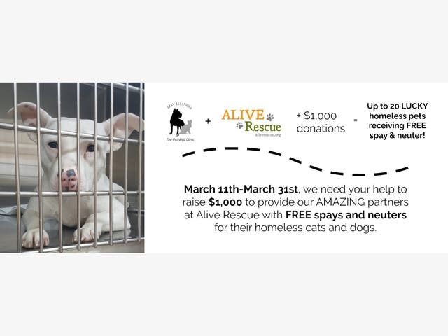 Spay Illinois + Alive Rescue Need Your Help | Lisle, IL Patch