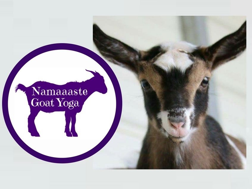 Namaaaste Goat  Yoga