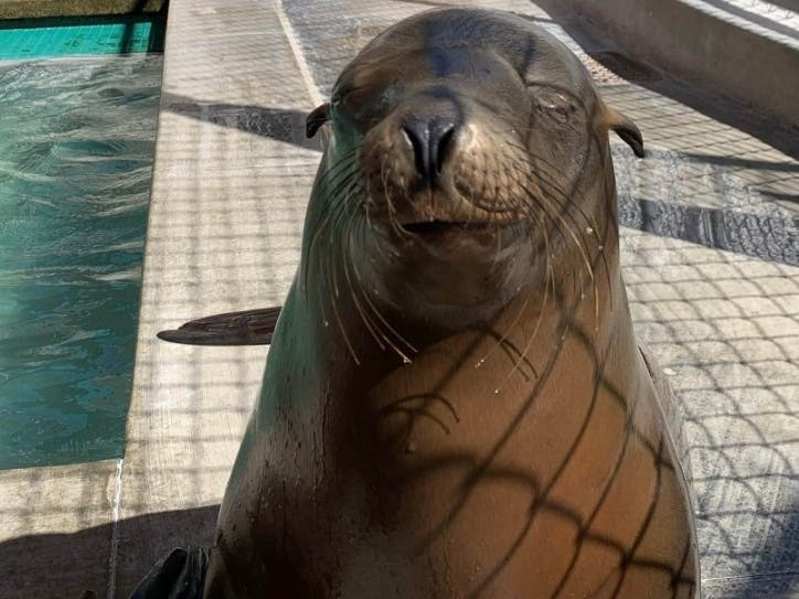 Sabiena, a California sea lion, has a new home at Brookfield Zoo. 