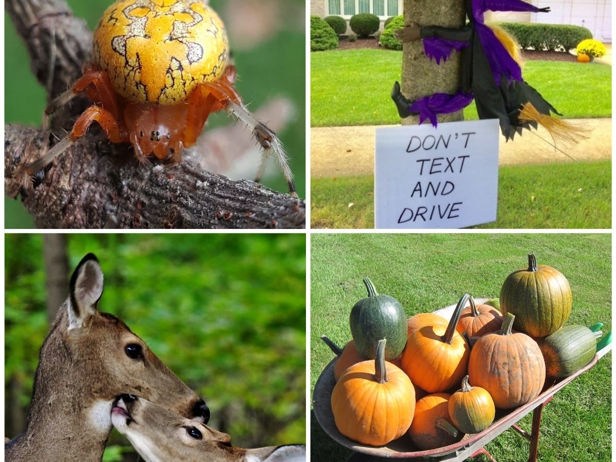 Pumpkins, Halloween decorations and nature highlight this week's Patch reader photo gallery.
