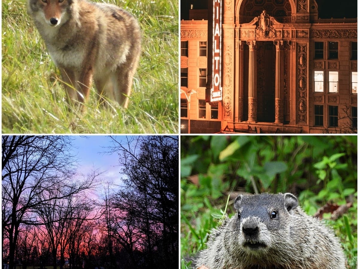 Look through a set of 10 photos from Patch readers in Illinois. 
